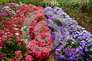 Colorful blossomed garden, flowers fullness of summer photo