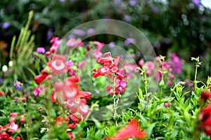 Colorful blossomed garden, flowers fullness of summer