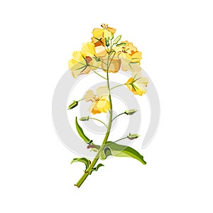 Colorful blossoming rapeseed flower isolated on white background. Flat cartoon vector botany illustration for poster