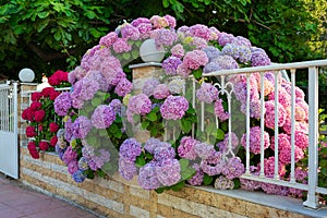 Colorful blossoms of Hortensia hydrangea, huge bush by the fence in a garden, Greece