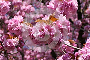 Colorful blossoms on the tree branches spread energy and optimism