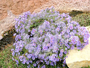 Colorful blue aster wildflowers in Abilene, Texas photo