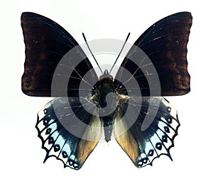 Colorful blue black butterfly isolated on white, Charaxes euryalus macro close up