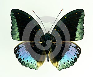 Colorful blue black butterfly isolated on white, Lexias pardalis male macro close up, nymphalidae