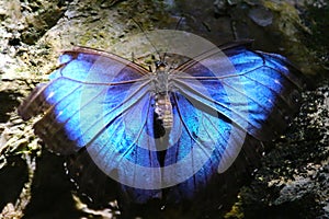 Blu farfalla sul la roccia 