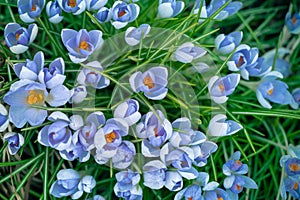 .Colorful blue crocus flowers blooming in spring in the garden