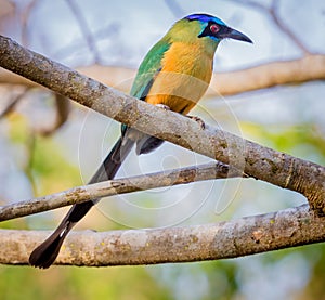 Colorful blue crowned motmot of Brazil photo