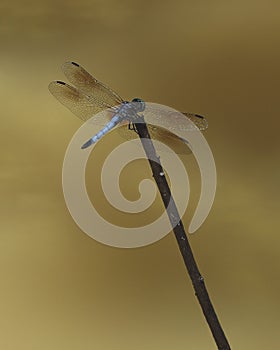 Colorful blue dasher dragonfly