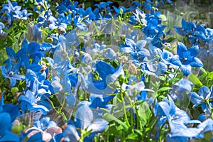 Colorful blue flowers at the entry to flower shop. Many bouquet of blue flowers arranged in the flower shop. Many bouquet flowers