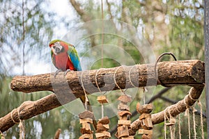 Colorful of Blue and Gold Macaw aviary