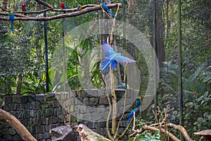 Colorful of Blue and Gold Macaw aviary