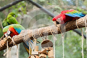 Colorful of Blue and Gold Macaw aviary
