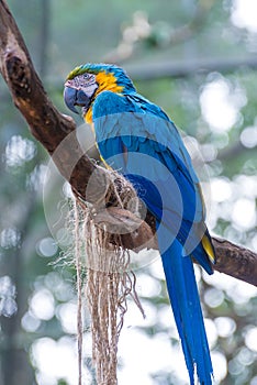 Colorful of Blue and Gold Macaw aviary