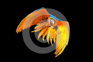 Colorful Blue and gold macaw flying isolated on black background.