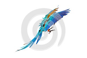 Colorful Blue and gold macaw flying isolated on white background.