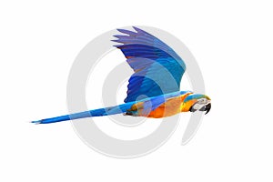 Colorful Blue and gold macaw flying isolated on white background.