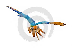 Colorful Blue and gold macaw flying isolated on white background.