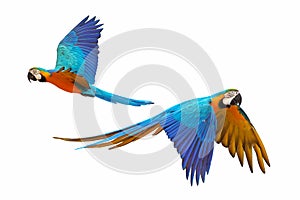 Colorful Blue and gold macaw flying isolated on white background.