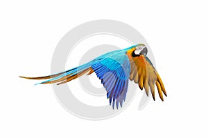 Colorful Blue and gold macaw flying isolated on white background.