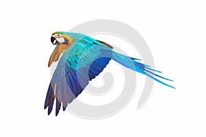 Colorful Blue and gold macaw flying isolated on white background.