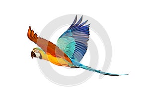 Colorful Blue and gold macaw flying isolated on white background.