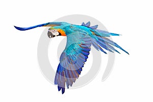 Colorful Blue and gold macaw flying isolated on white background.