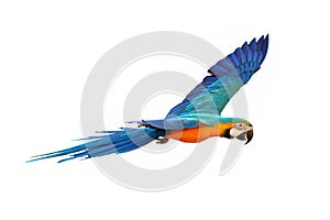 Colorful Blue and gold macaw flying isolated on white background.