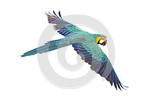 Colorful Blue and gold macaw flying isolated on white background.