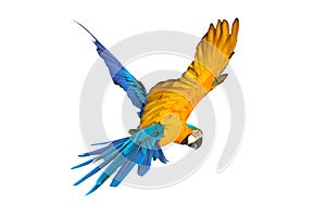 Colorful Blue and gold macaw flying isolated on white background.