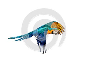 Colorful Blue and gold macaw parrot flying isolated on white.