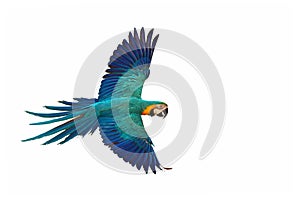 Colorful Blue and gold macaw parrot flying isolated on white.