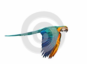 Colorful Blue and gold macaw parrot flying isolated on white.