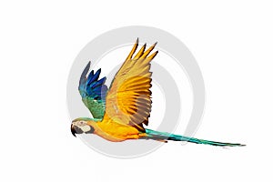 Colorful Blue and gold macaw parrot flying isolated on white.