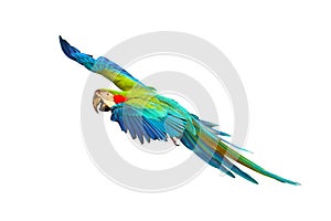 Colorful Blue and gold macaw parrot flying in the sky.