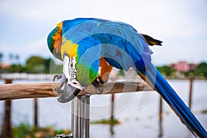 Colorful Blue and Gold Macaw Parrots standing on wooden perch