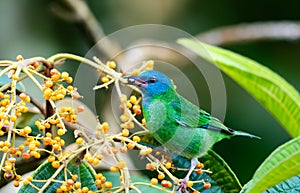 Colorful blue and green bird, Blue Dacnis, eating berries in the rainforest