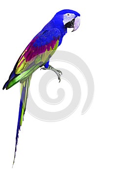 Colorful blue and green Macaw bird