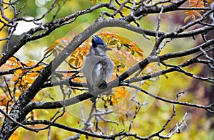 Colorful Blue Jay Bird