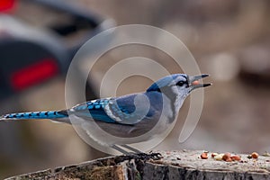 Colorful blue jay with a peanut in the beak perched on the stump