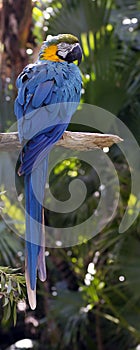 Colorful blue macaw perched on a tree branch