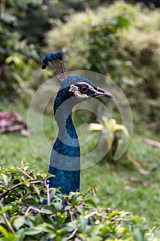 Colorful blue male Peacock bird