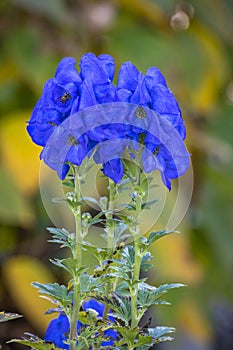 colorful blue monkshood in a garden in the nature in Austria