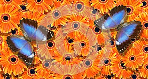 colorful blue morpho butterflies on orange gerbera flowers. flowers gerbera texture background