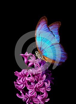 Colorful blue morpho butterfly on a flower. Pink hyacinth flower isolated on black. Bright colorful spring flowers.