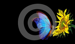 Colorful blue morpho butterfly on sunflower isolated on black. copy space