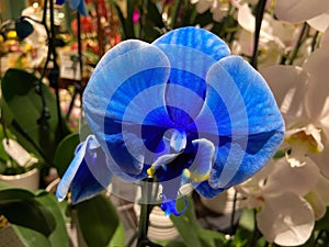 Colorful Blue Orchid for Mothers Day