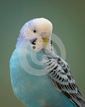 Colorful blue parakeet closeup