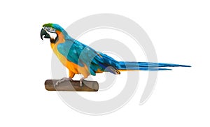 Colorful blue parrot macaw