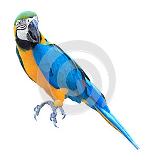 Colorful blue parrot macaw isolated