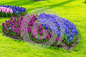 Colorful blue, purple, lilic hyacinth flowers blossom in dutch spring garden